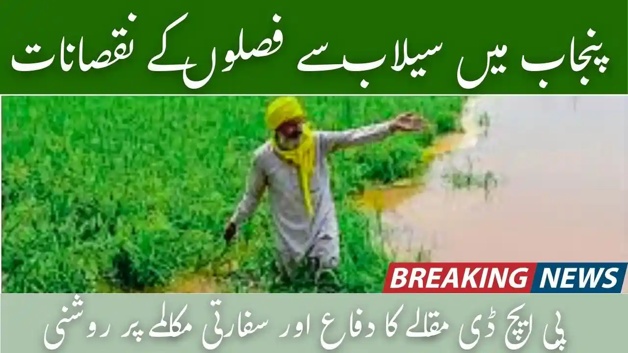 Punjab Launches Survey to Assess Flood-Related Crop Losses