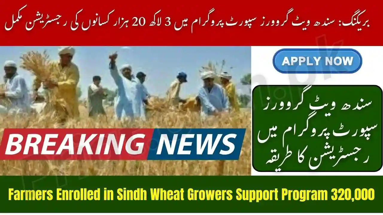 320,000 Farmers Enrolled in Sindh Wheat Growers Support Program